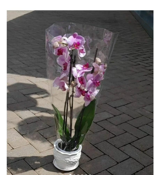 Orchid in Ceramic