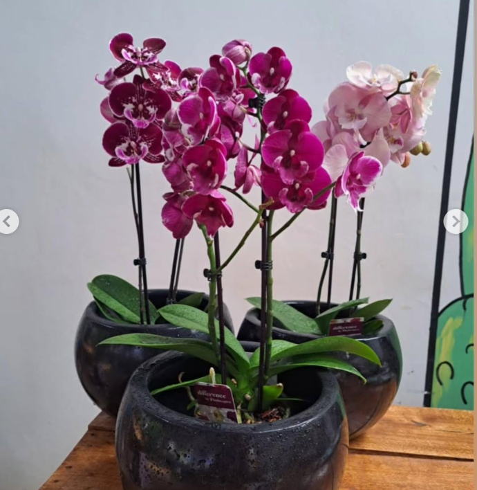 Orchid in pot