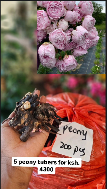 Peony Bulb