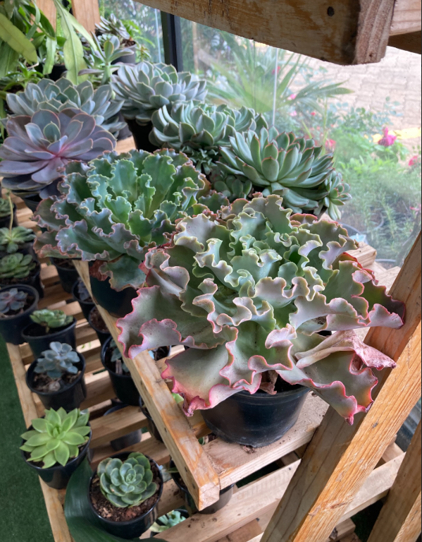 Succulents Large
