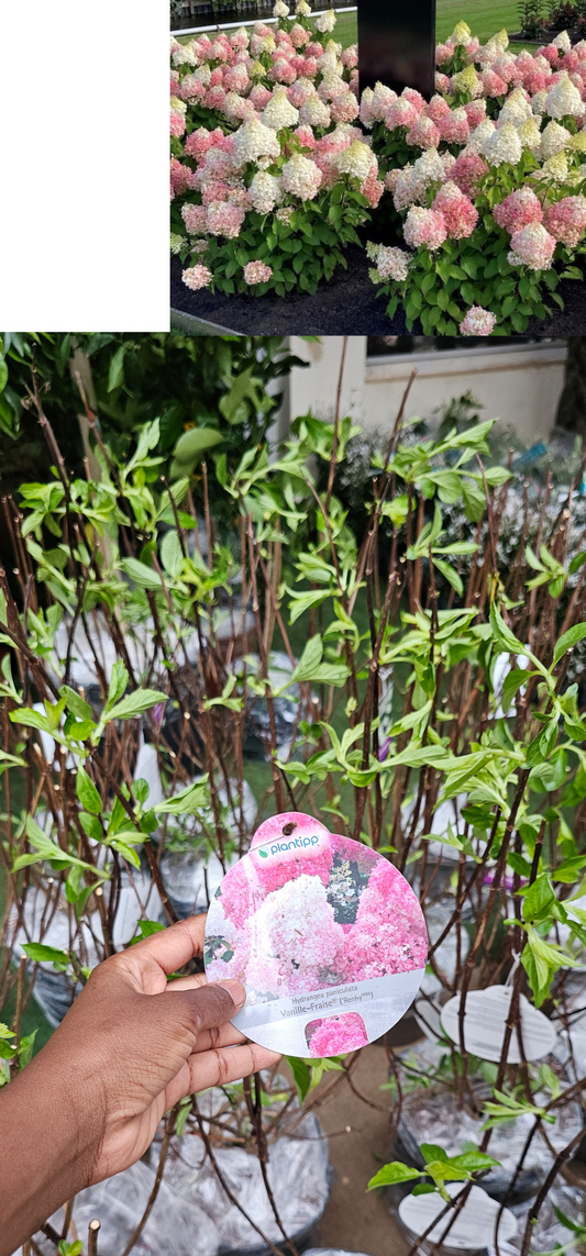 Hydrangea Pinacculata