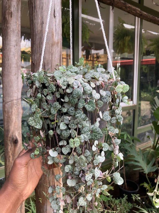 String of Heart
