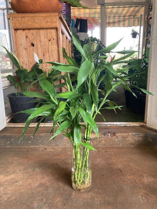 Straight Lucky Bamboo