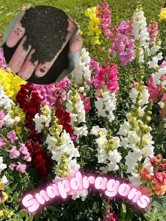 Snapdragons