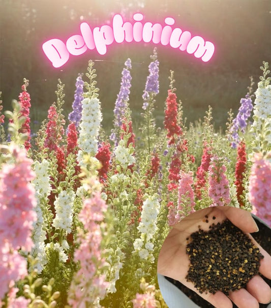 Delphinium  Seeds
