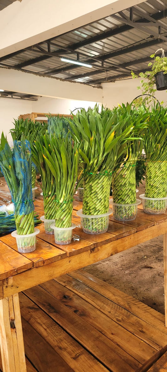 Tower Lucky Bamboo
