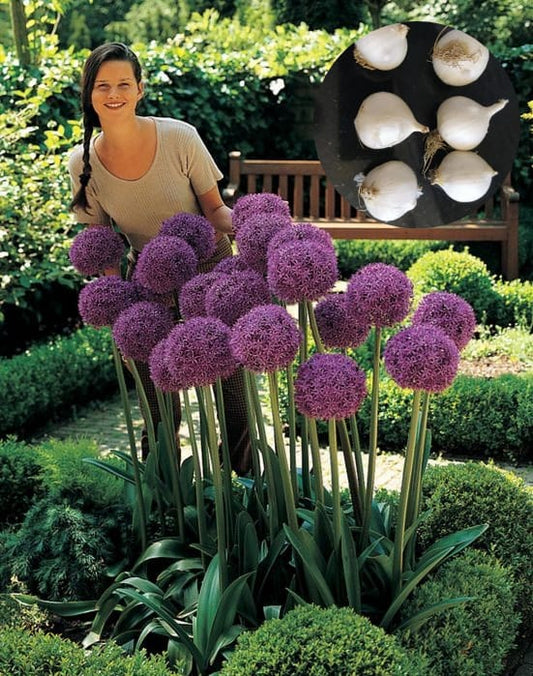 Allium bulbs