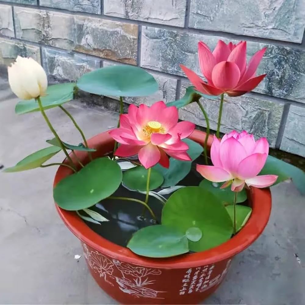 Water Lotus seeds