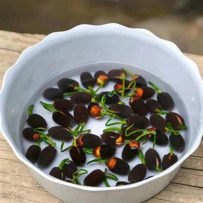Water Lotus seeds