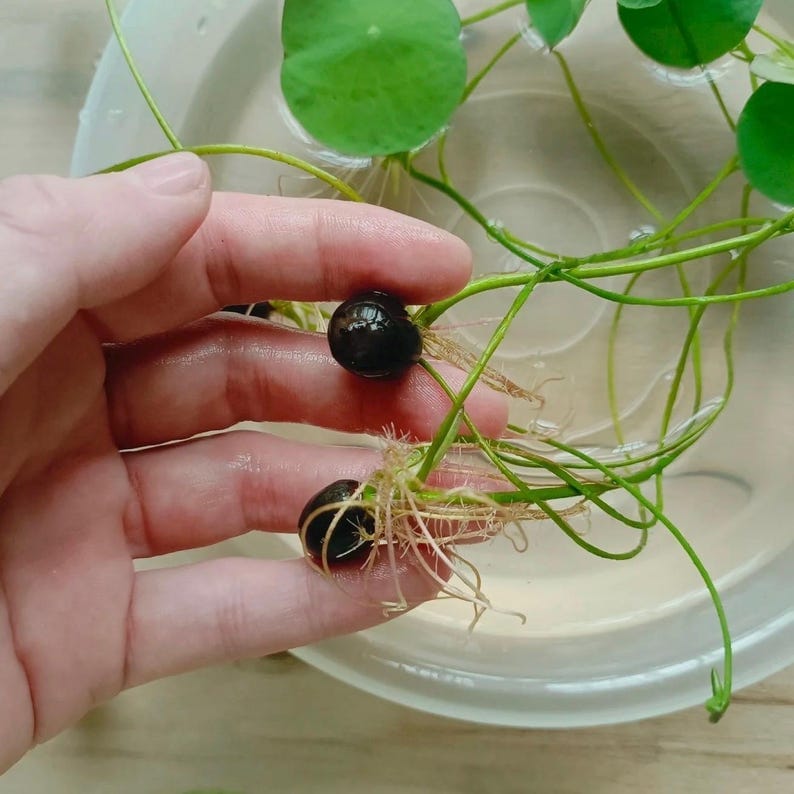 Water Lotus seeds