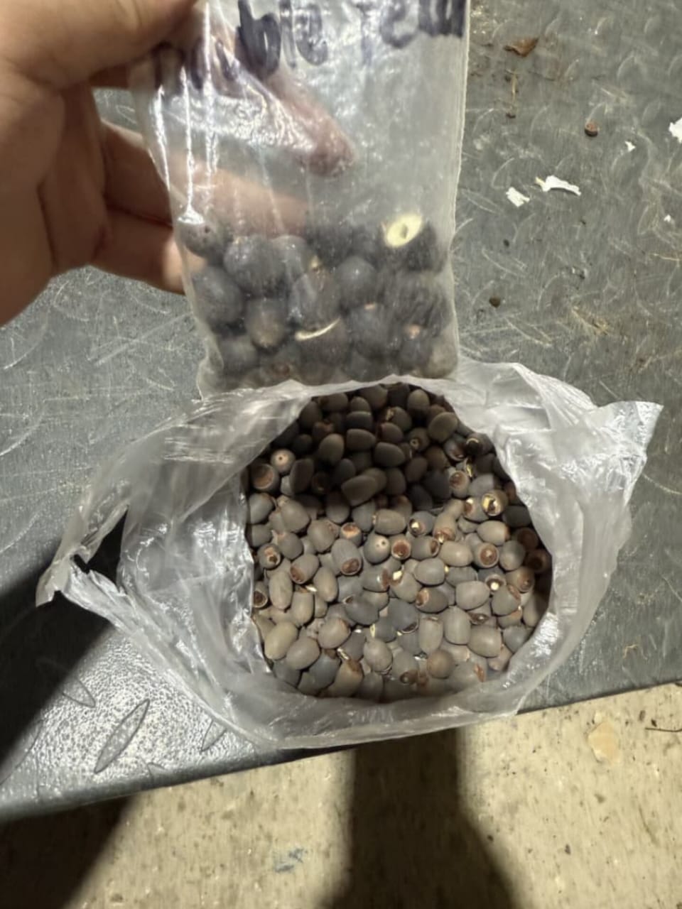 Water Lotus seeds