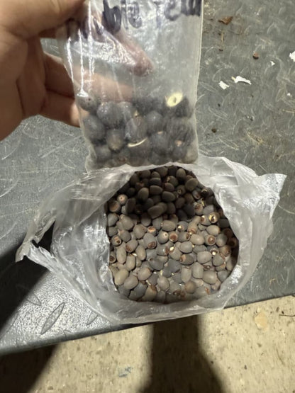 Water Lotus seeds