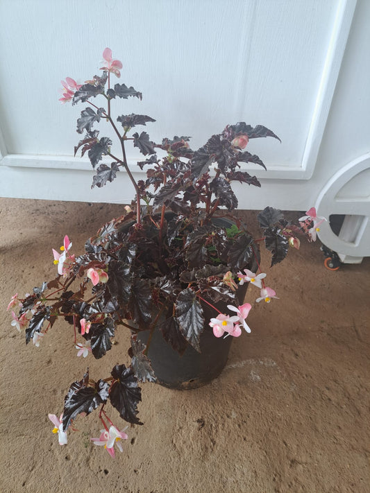 Begonia black magic