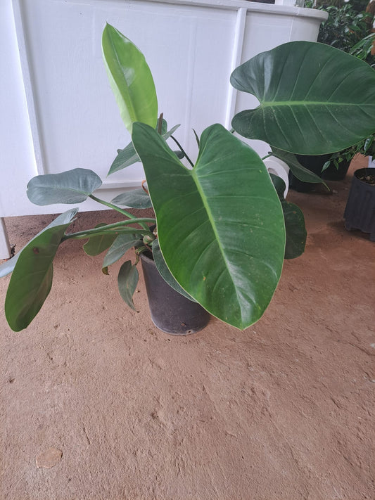 Philodendron Royal Queen