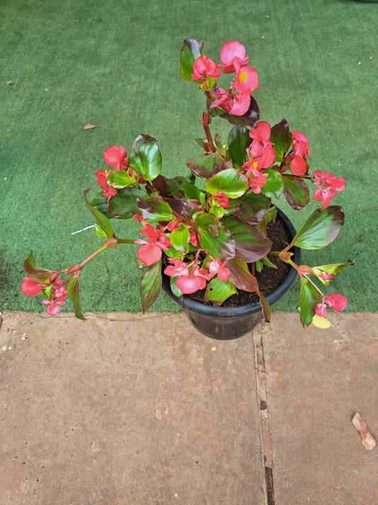 Begonia semperves