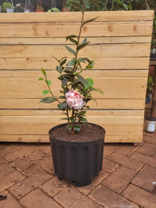 Camellia