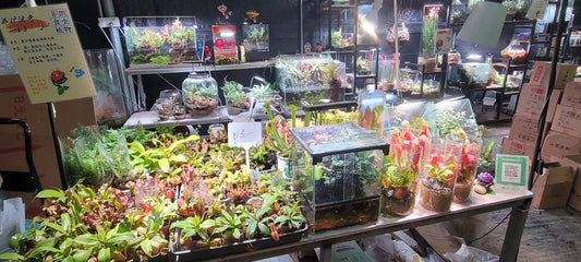 Canivorous Plants (Imports) Italy