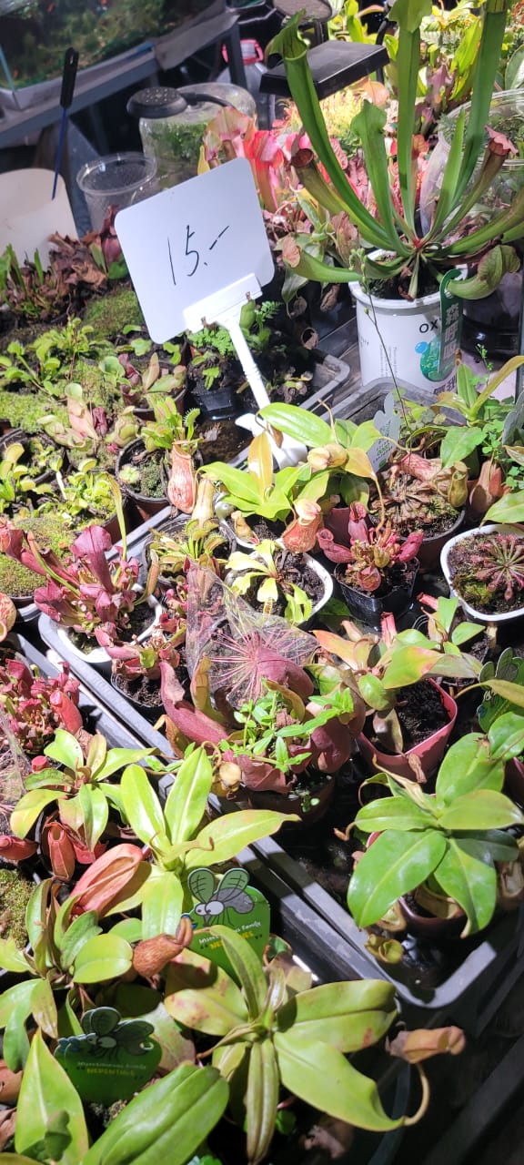 Canivorous Plants (Imports) Italy