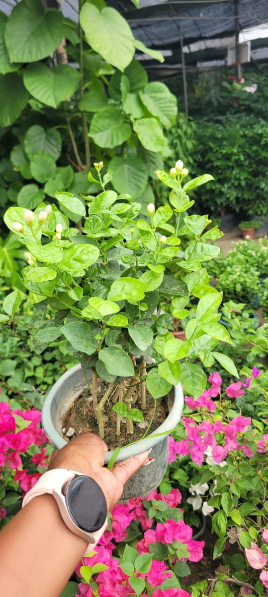 Arabian Jasmine