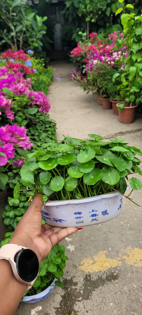Penny Wort
