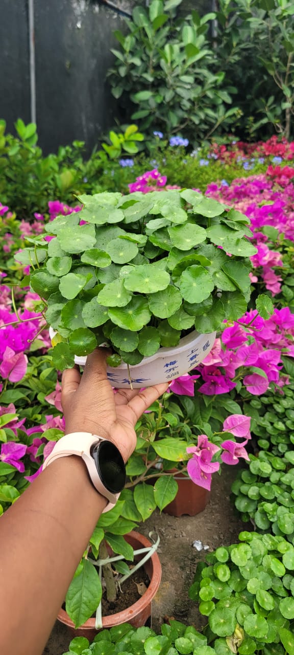 Penny Wort