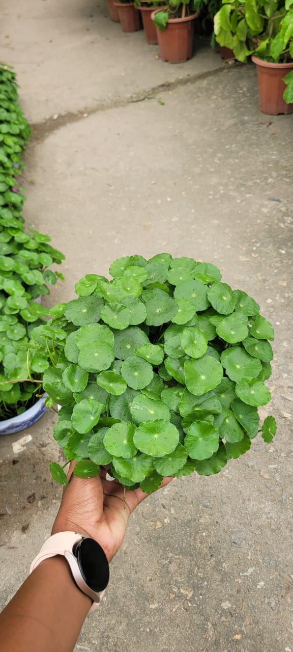 Penny Wort