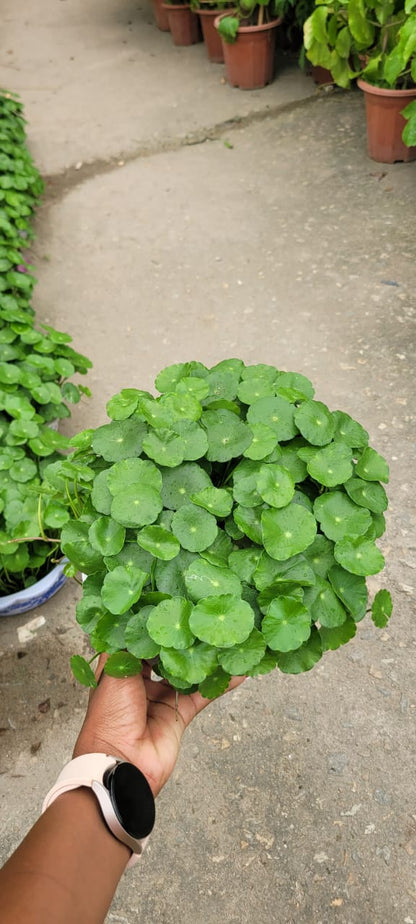 Penny Wort