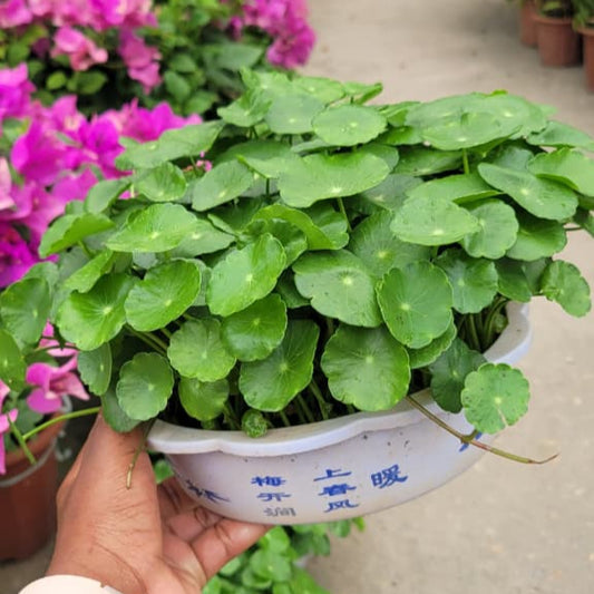 Penny Wort