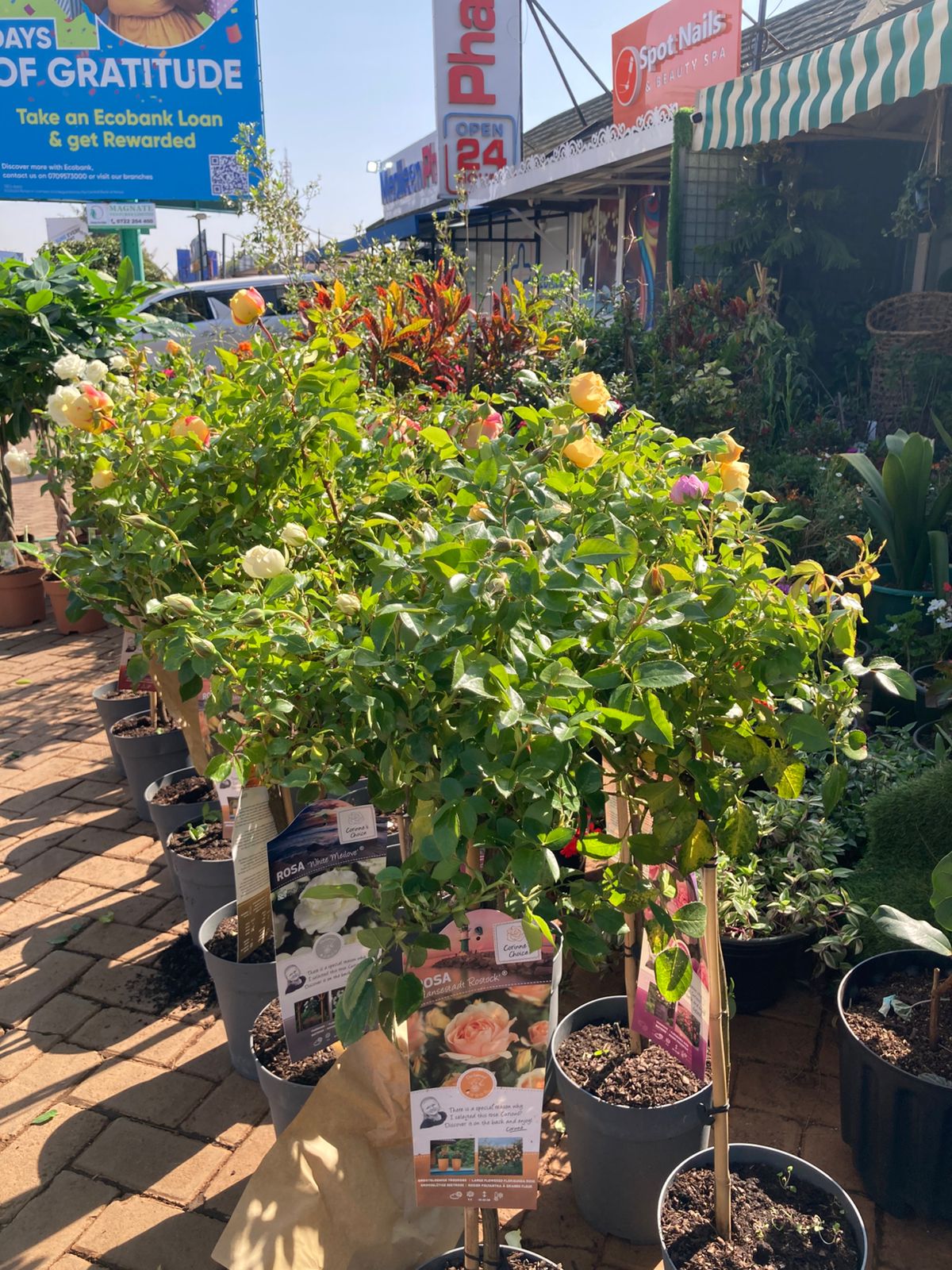 Tree-roses (import)