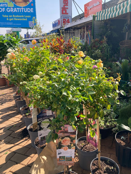 Tree-roses (import)
