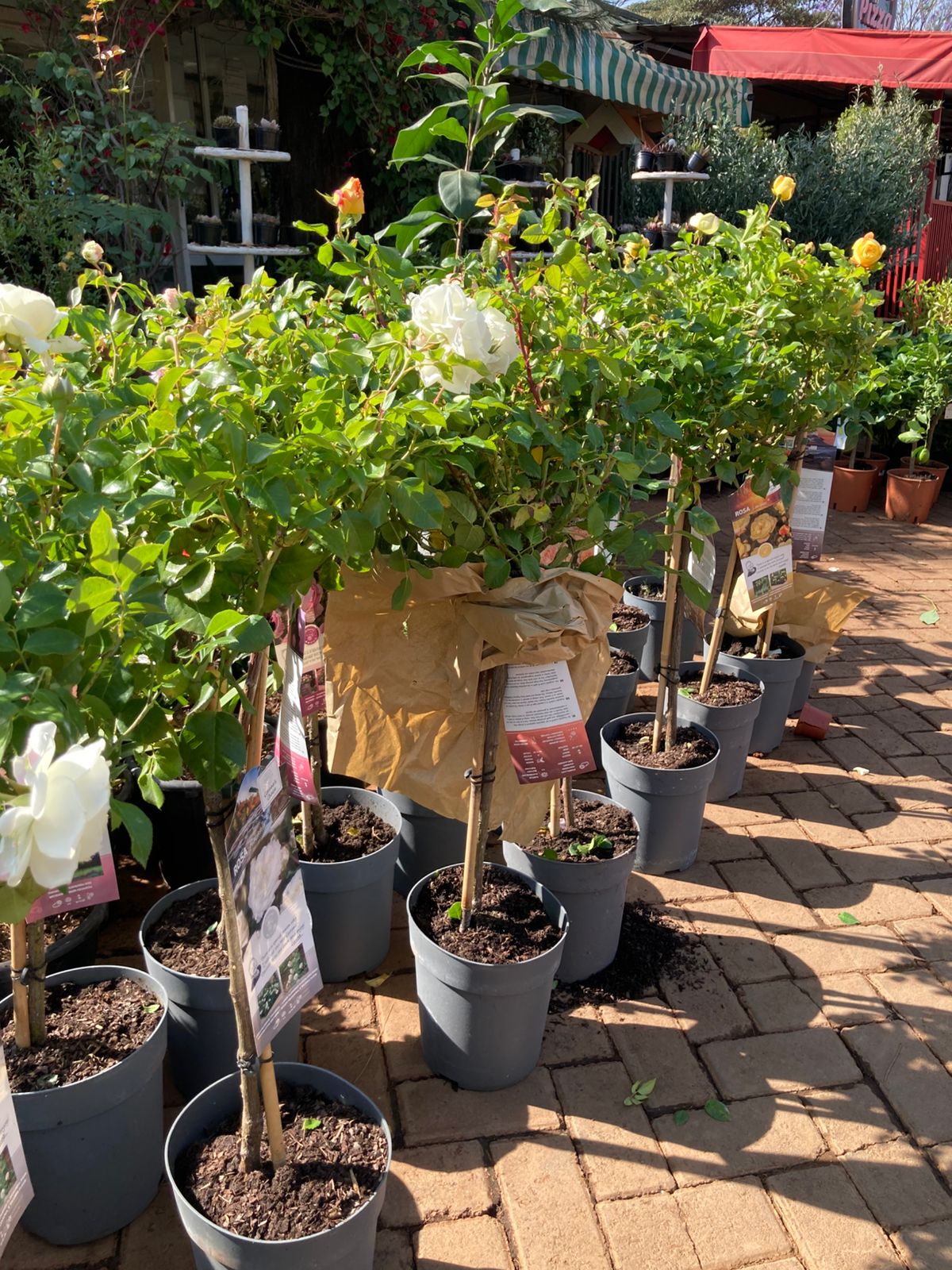 Tree-roses (import)