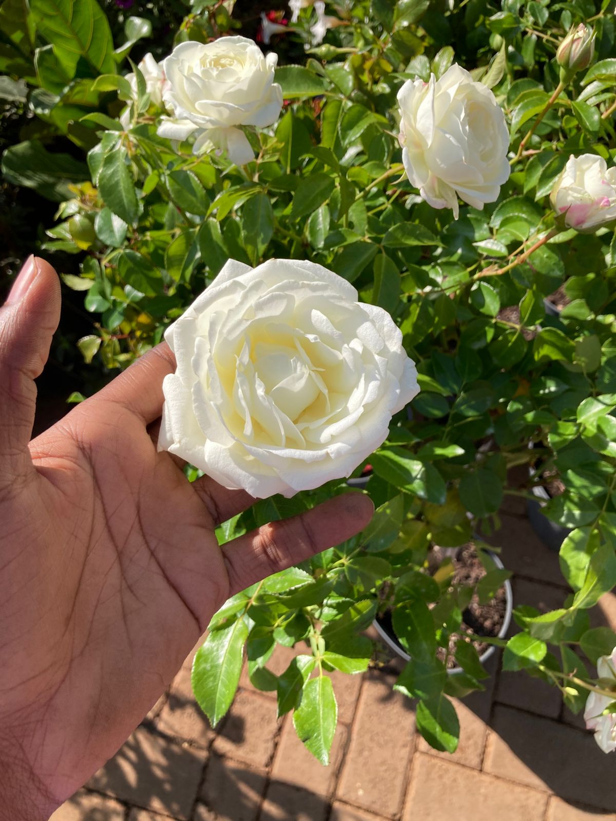 Tree-roses (import)