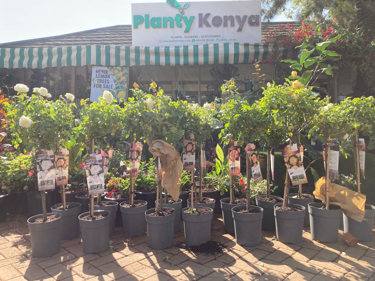 Tree-roses (import)