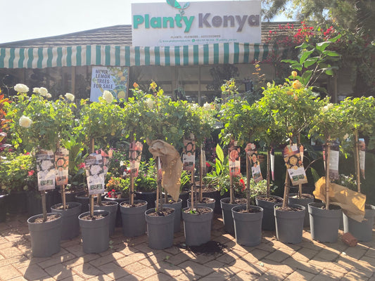 Tree-roses (import)