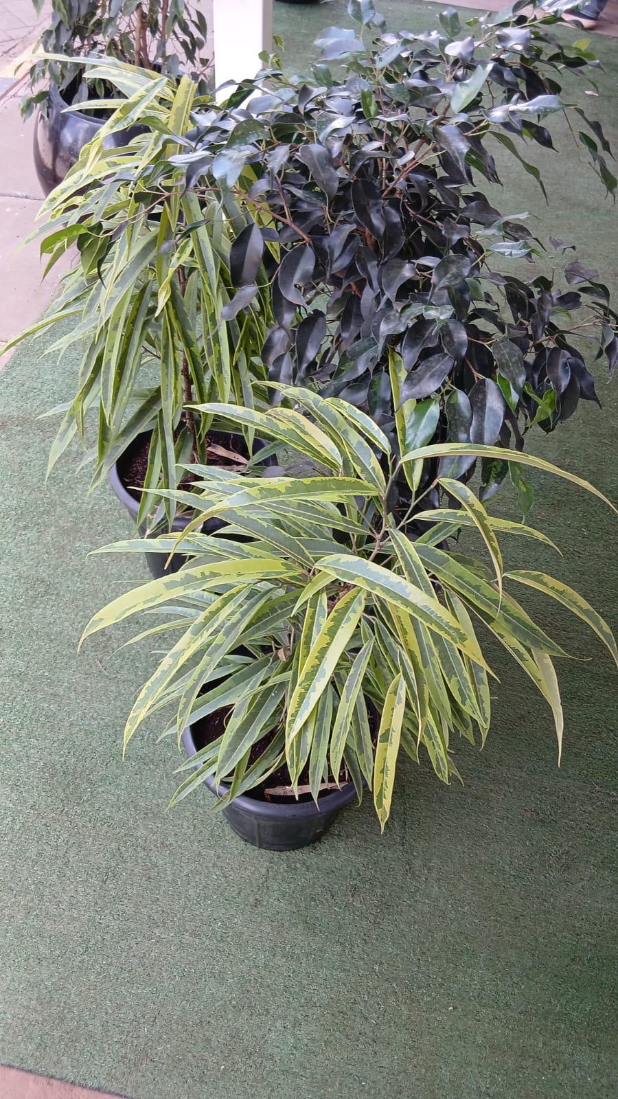 Ficus Maclellandi (varigated)