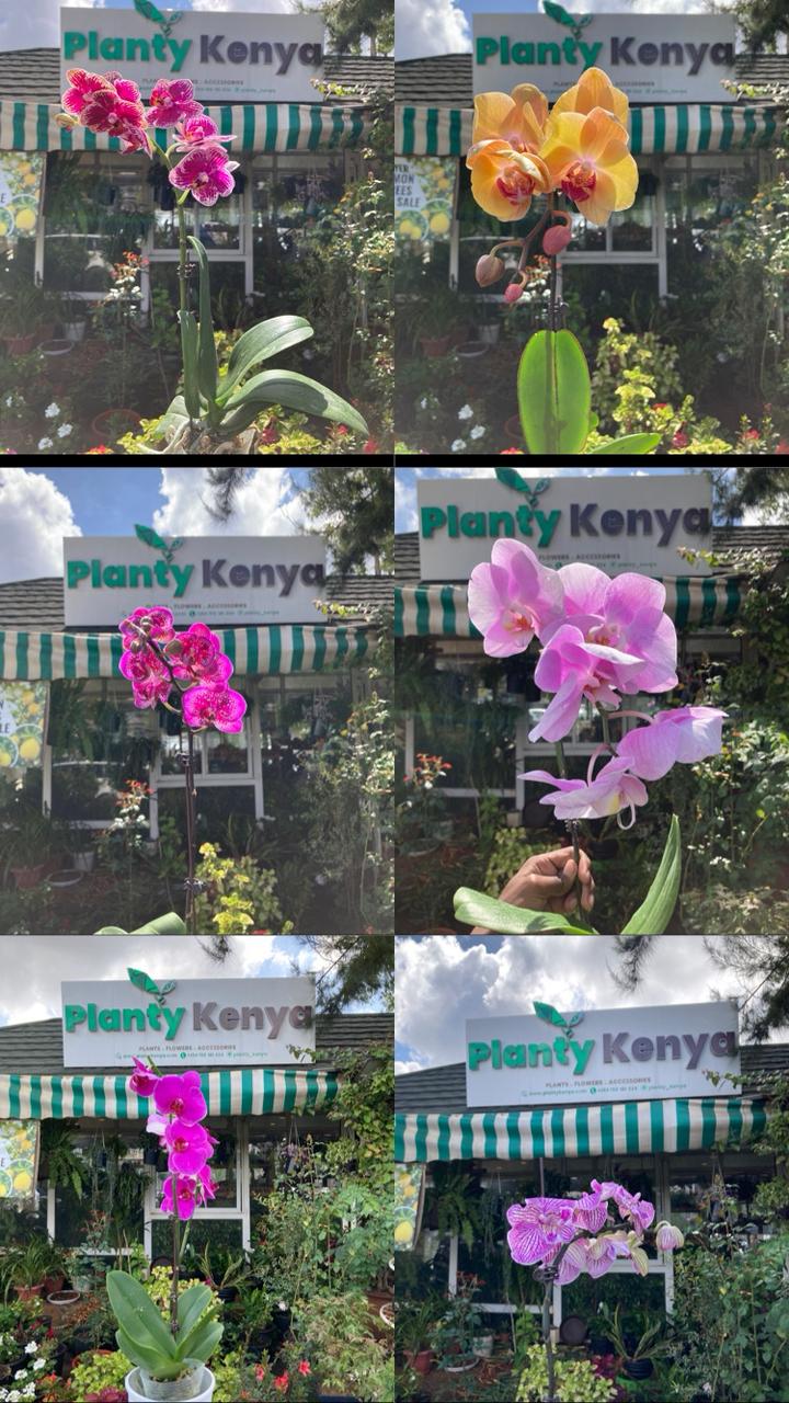 Orchids