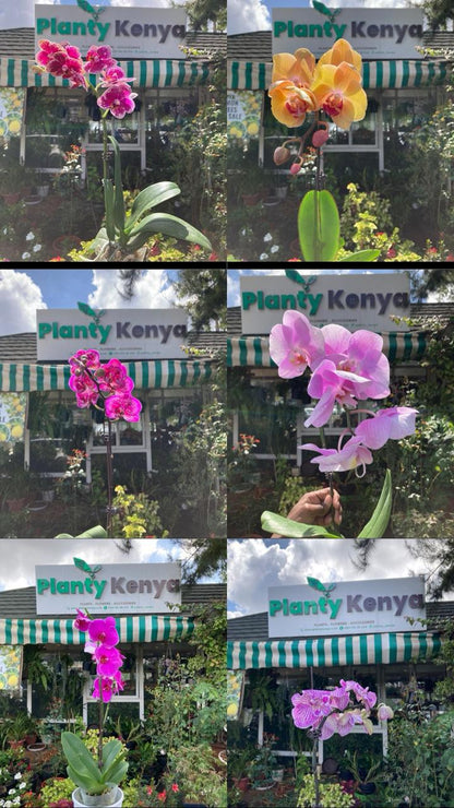 Orchids