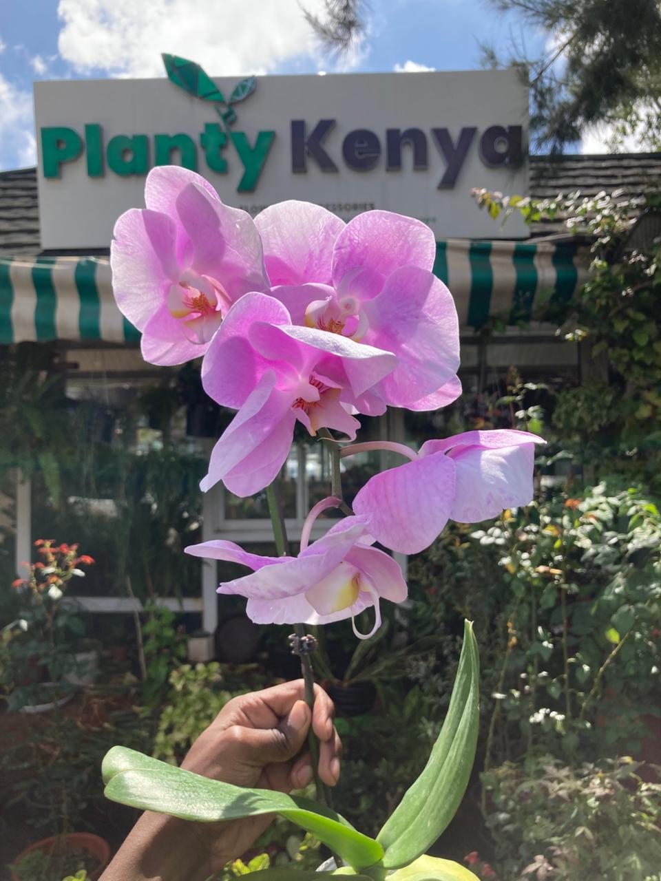 Orchids