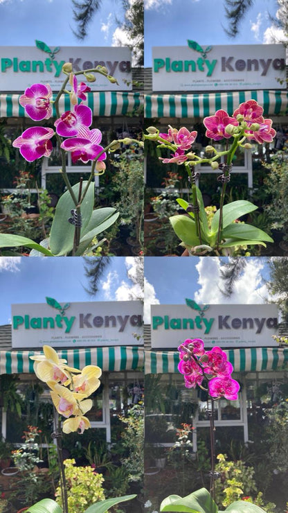 Orchids