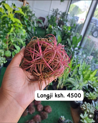 Air Plants