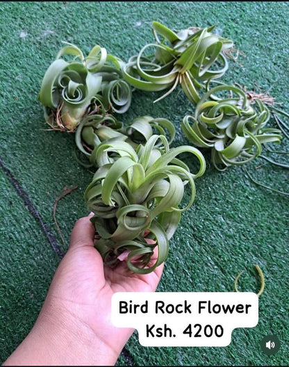 Air Plants