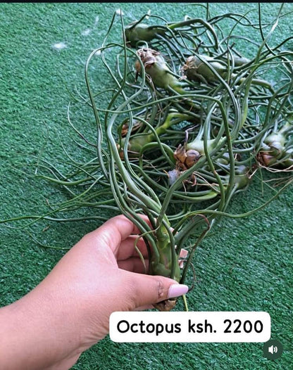 Air Plants