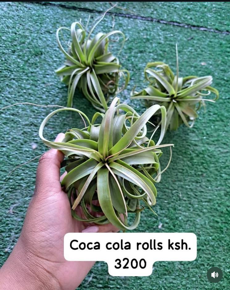 Air Plants