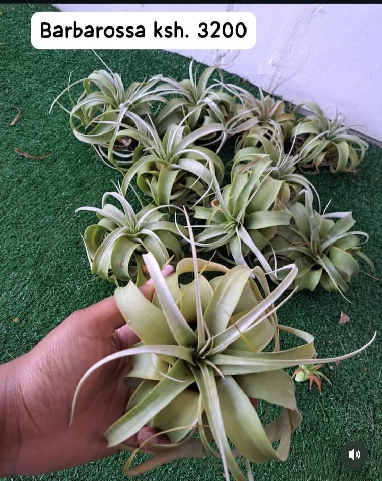 Air Plants