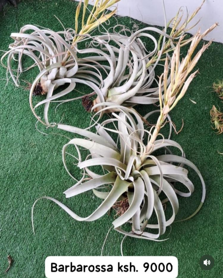 Air Plants