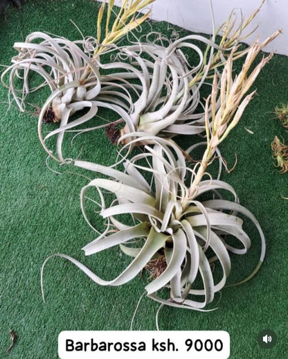 Air Plants