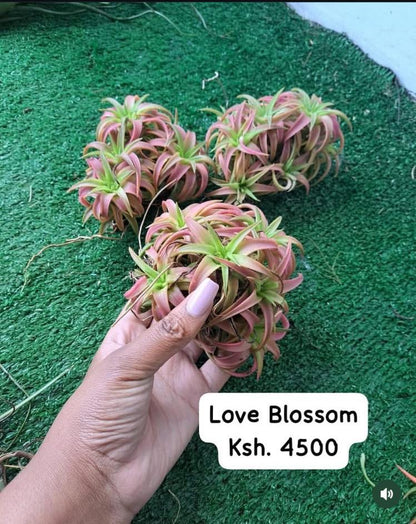 Air Plants