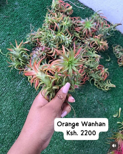 Air Plants