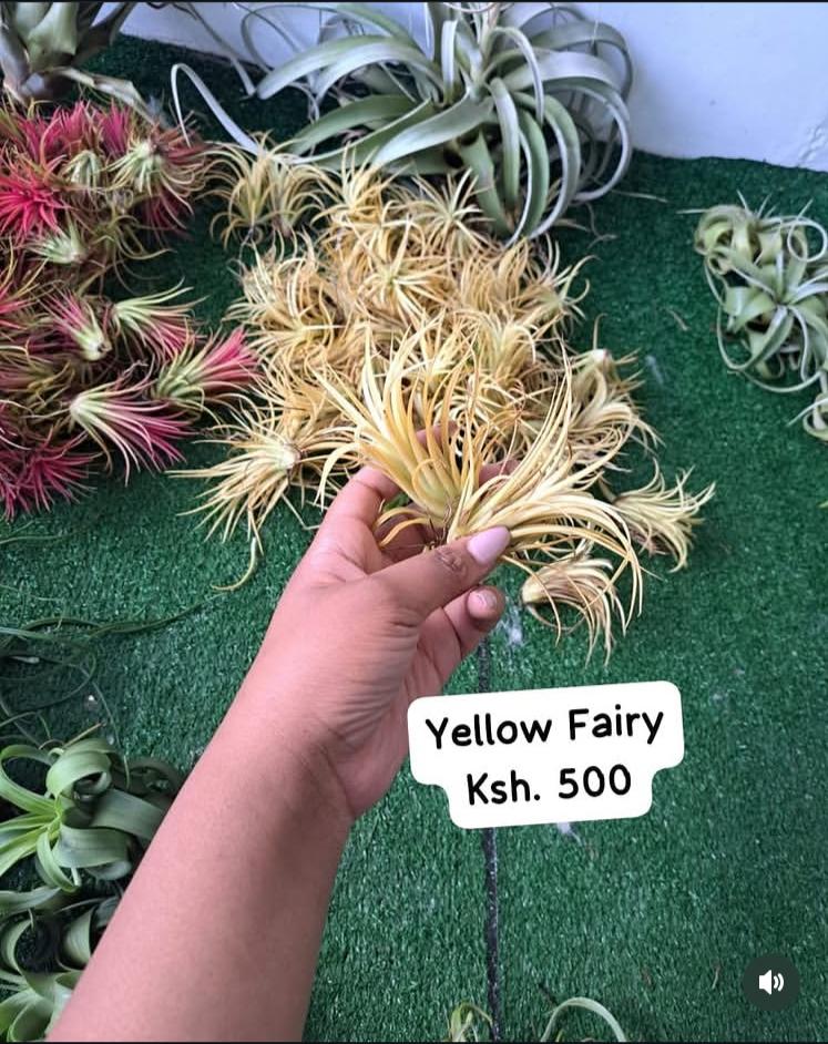Air Plants