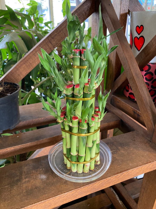 Red Lucky Bamboo